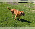 Small #2 Labrador Retriever Mix