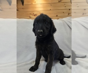 Labradoodle Puppy for sale in WILLIAMSTOWN, KY, USA
