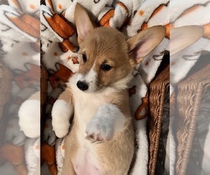 Pembroke Welsh Corgi Puppy for sale in CITRUS HEIGHTS, CA, USA