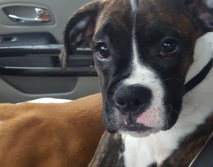 Boxer Puppy for sale in ACWORTH, GA, USA