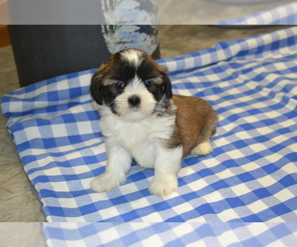 Medium Photo #3 Shih Tzu-Zuchon Mix Puppy For Sale in GREENWOOD, WI, USA