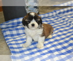Small #2 Shih Tzu-Zuchon Mix