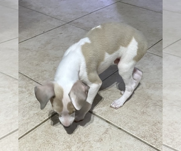 Medium Photo #10 Italian Greyhound Puppy For Sale in BROOKLYN, NY, USA