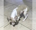 Small Photo #10 Italian Greyhound Puppy For Sale in BROOKLYN, NY, USA