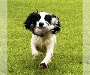 Father of the Cocker Spaniel puppies born on 06/28/2025