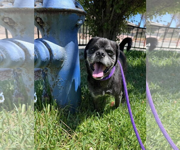 Medium Photo #6 Pug-Unknown Mix Puppy For Sale in San Diego, CA, USA
