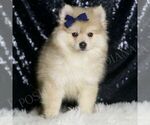 Small #2 Pomeranian