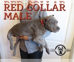 Small #4 Cane Corso