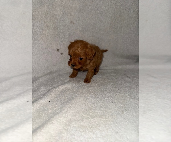 Medium Photo #4 Cavapoo (Miniature) Puppy For Sale in MUNFORDVILLE, KY, USA