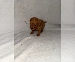 Small #3 Cavapoo (Miniature)