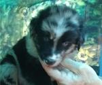 Small Photo #26 Australian Shepherd Puppy For Sale in SYLVA, NC, USA