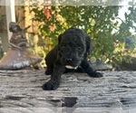 Puppy Puppy 3 Goldendoodle (Miniature)