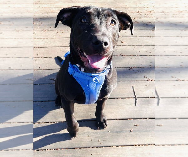 Medium Photo #6 Labrador Retriever-Unknown Mix Puppy For Sale in Princeton, MN, USA