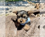 Small #8 Yorkshire Terrier