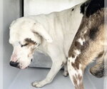 Small Catahoula Leopard Dog Mix