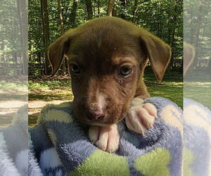 American Pit Bull Terrier-Labrador Retriever Mix Dogs for adoption in Clarkston, MI, USA