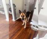 Small #4 German Shepherd Dog