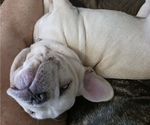 Small #3 French Bulldog