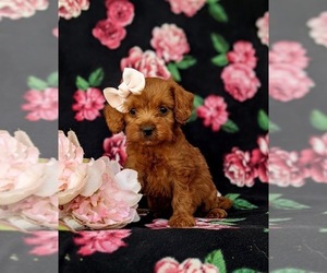Cock-A-Poo Puppy for sale in KIRKWOOD, PA, USA