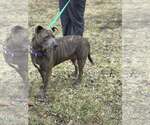 Small #6 Mutt