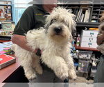 Small Shih-Poo