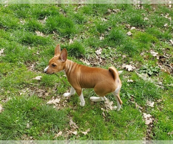 Medium Photo #6 Basenji Puppy For Sale in EUGENE, OR, USA