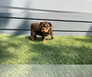 English Bulldog Puppy for sale in DALLAS, TX, USA