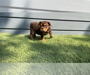 Medium English Bulldog