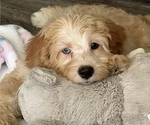 Small Photo #3 Miniature Bernedoodle Puppy For Sale in FORT LAUDERDALE, FL, USA