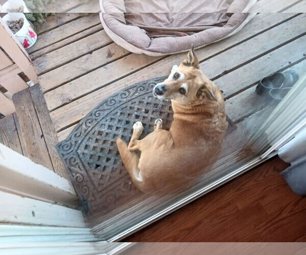 Medium Photo #3 Mutt Puppy For Sale in Fort Collins, CO, USA