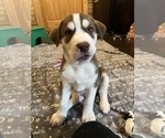 Puppy 6 Labrador Retriever-Siberian Husky Mix