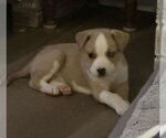 Small #1 American Staffordshire Terrier-Siberian Husky Mix