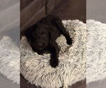 Small #1 Labradoodle