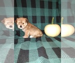 Small #6 Morkie