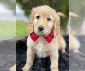 Goldendoodle Puppy for sale in KISSIMMEE, FL, USA