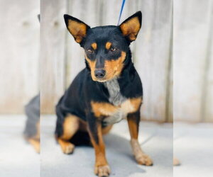 Dachshund-Unknown Mix Dogs for adoption in East Derry, NH, USA