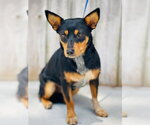 Small Dachshund Mix
