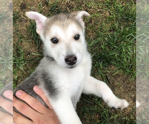 German Shepherd Dog Puppy for sale in SAN LEANDRO, CA, USA