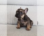 Small Photo #1 French Bulldog Puppy For Sale in GLADWYNE, PA, USA