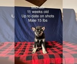 Puppy Michael Pomsky