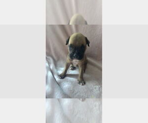 Boxer Dogs for adoption in Austin, TX, USA