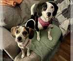 Small #2 Beagle Mix