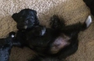 Labradoodle Puppy for sale in STAUNTON, VA, USA