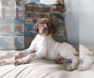 German Shorthaired Pointer Puppy for Sale in NEW YORK MILLS, Minnesota USA