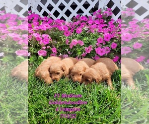 Goldendoodle Puppy for sale in SHIPSHEWANA, IN, USA