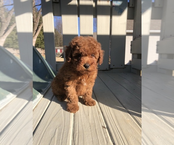Medium Photo #12 Poodle (Toy) Puppy For Sale in BOWLING GREEN, KY, USA