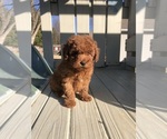 Small Photo #12 Poodle (Toy) Puppy For Sale in BOWLING GREEN, KY, USA