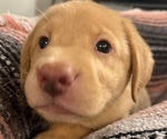 Small #2 Labrador Retriever