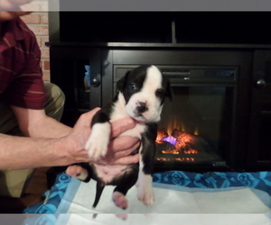 American Bulldog Puppy for sale in HOLIDAY, FL, USA