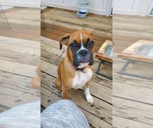 Boxer Puppy for sale in SALEM, OR, USA